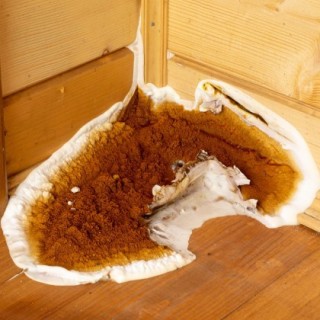 Détection de mérule pleureuse et identification d'insectes xylophages